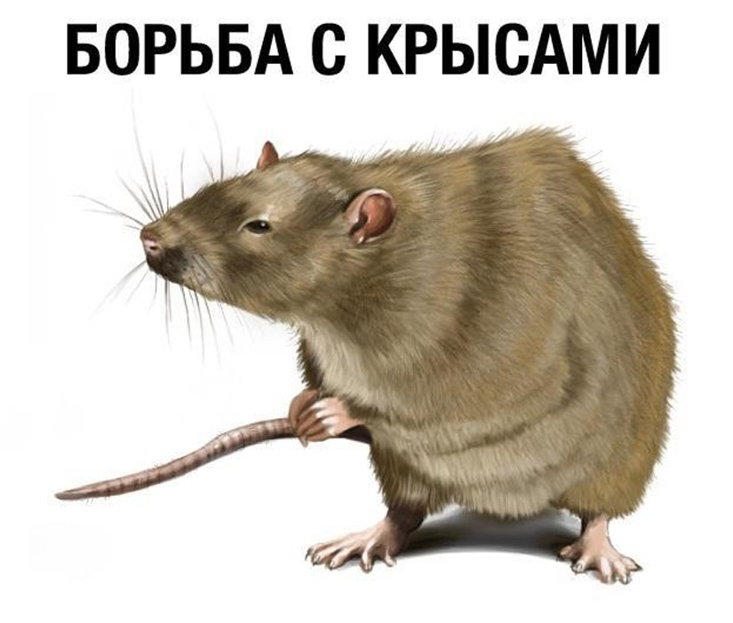 Дератизация Ташкент