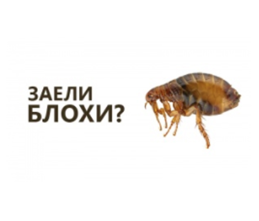 Уничтожение блох в Ташкенте